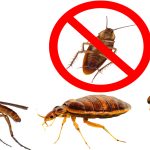 افضل طرق مكافحة حشرات