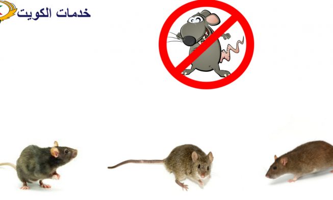 التخلص من الفئران والقوارض الضارة باحدث الطرق