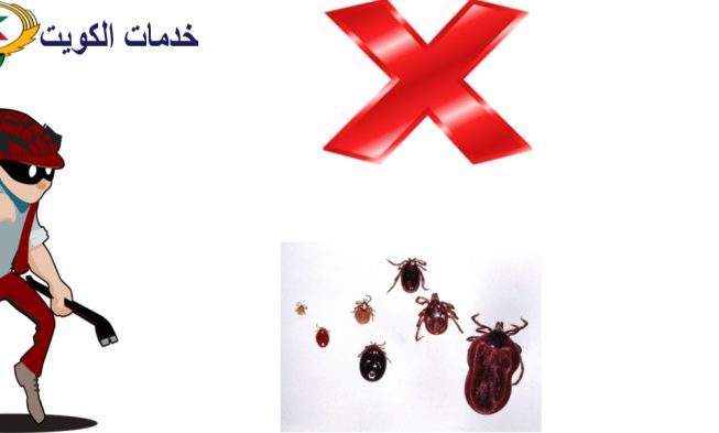 علاج بق الفراش مواد طبيعية بالضمان