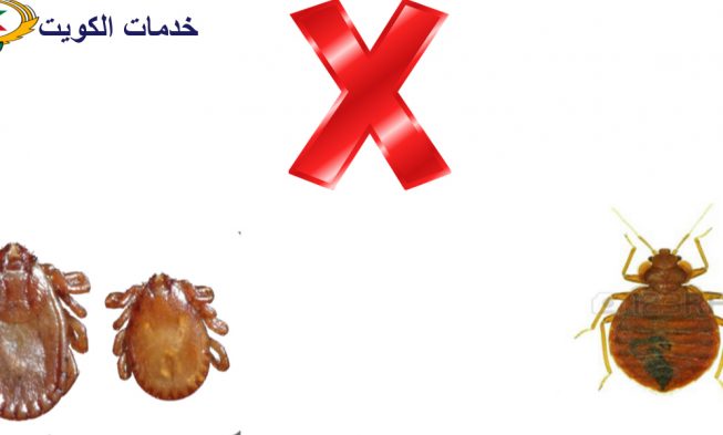 شكل حشرة البق اضراره وطرق ابادته 66565881