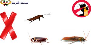 مكافحة حشرات - شركة مكافحة حشرات-رش حشرات