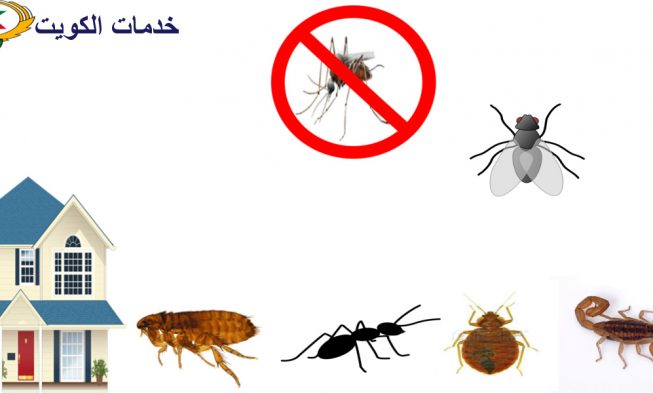 طرق مكافحة الحشرات المنزلية طبيعيا دون ضرر