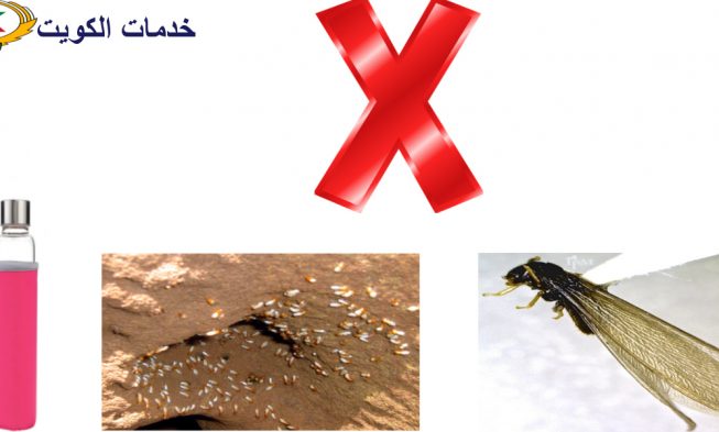 علاج حشرة الارضة أو النمل الابيض طبيعيا دون عودة