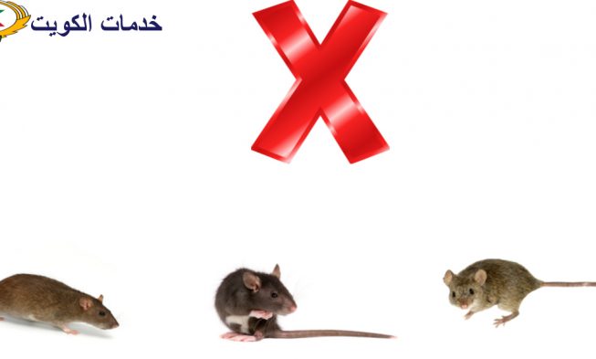 كيفية التخلص من الفئران والجرذان والقوارض الضارة