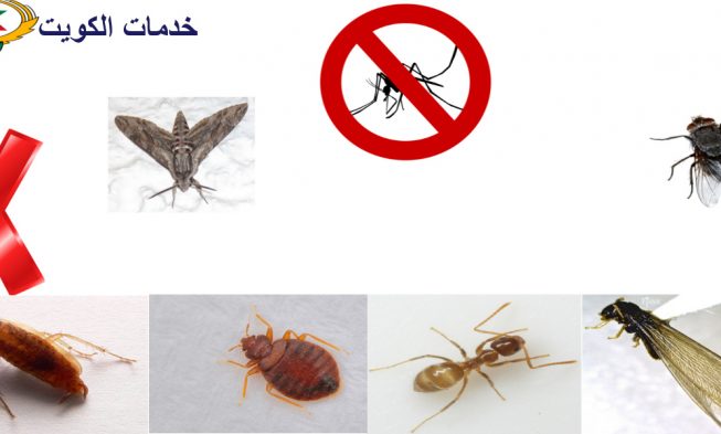 مقاومة الحشرات المنزلية بارقى المنتجات وابادة تامة