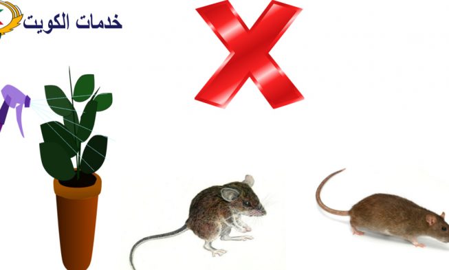 مكافحة الفئران طبيعيا دون أضرار بطرق سهلة ومواد متوفرة