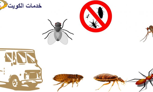 مكافحة حشرات الصالحية 66565881